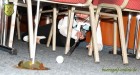  13. Club-Turnier Dresden - Salonschiff August der Starke #18