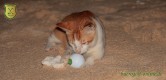 Bürogolf Online mit einer Katze in Saöamh-Pulautimazion