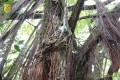 Bürogolf Online in einem Baum vor den Akaka-Fällen auf Hawaii