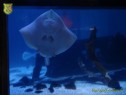  4. Club-Turnier Dresden - Sea Life #47